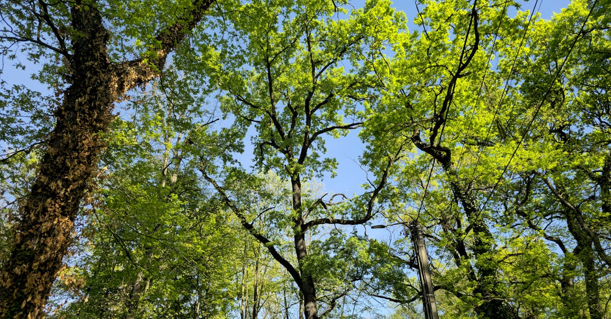 10 Best Booster Cables for Reliable and Quick Car Jump-Starts