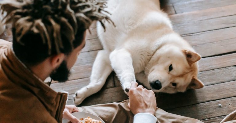 10 Best Dog Foods for Diabetic Dogs: Top Picks for Optimal Health and Nutrition 10 Best Dog Foods for Diabetic Dogs: Top Picks for Optimal Health and Nutrition