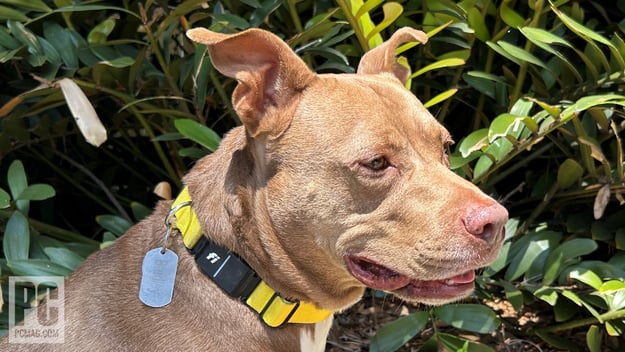 10 Best Fi Collars: Top Smart Dog Collars for 2024 10 Best Fi Collars: Top Smart Dog Collars for 2024
