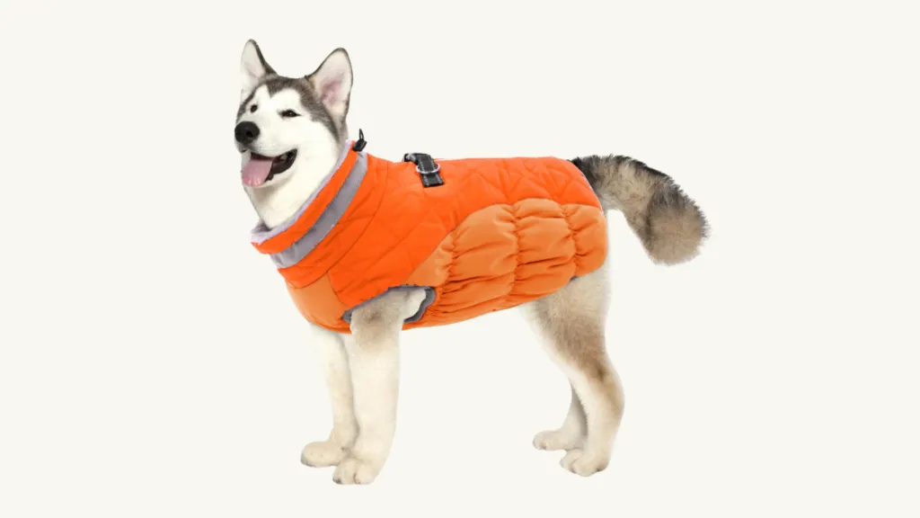 10 Best Dog Coats for 2024: Top Picks for Your Furry Friend
