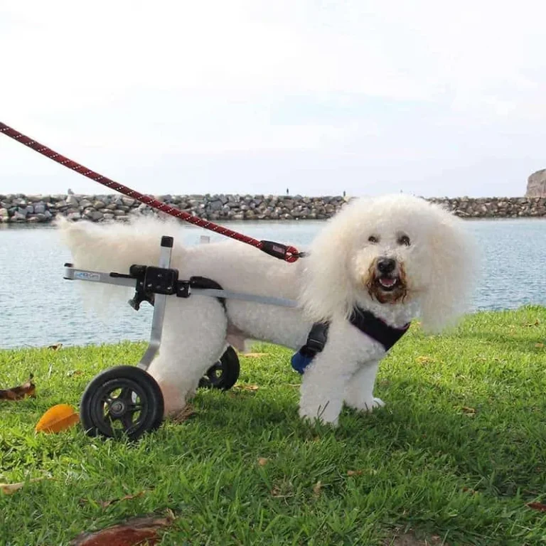 10 Best Dog Wheelchairs: Top Picks for 2024 to Keep Your Pup Mobile 10 Best Dog Wheelchairs: Top Picks for 2024 to Keep Your Pup Mobile