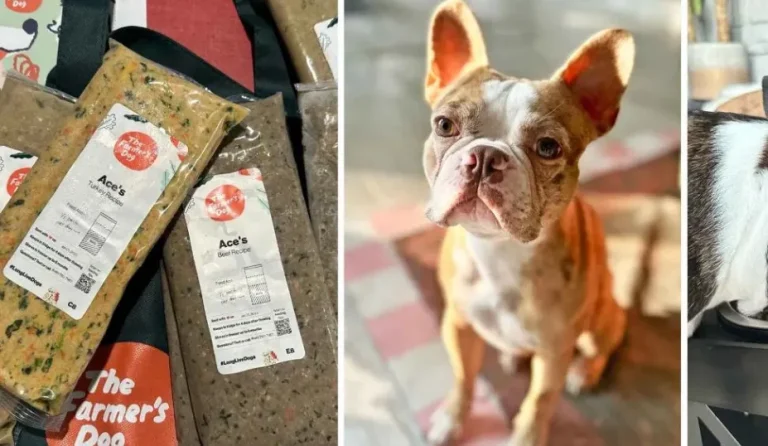10 Best Farmer’s Dog Food Options for 2024: Top Picks for Your Pup