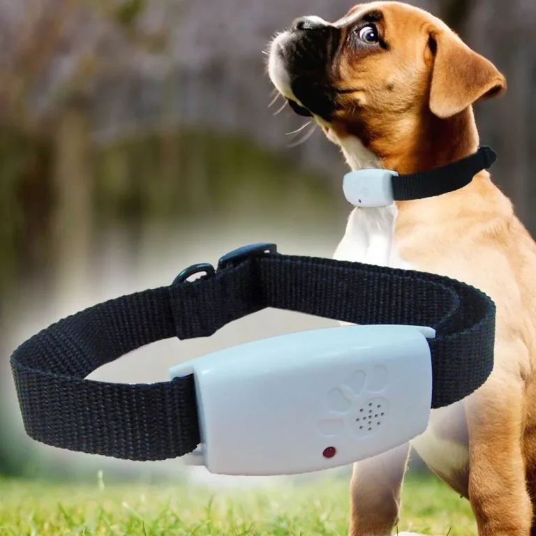 10 Best Flea Collars for Dogs in 2024: Top Picks for Effective Protection