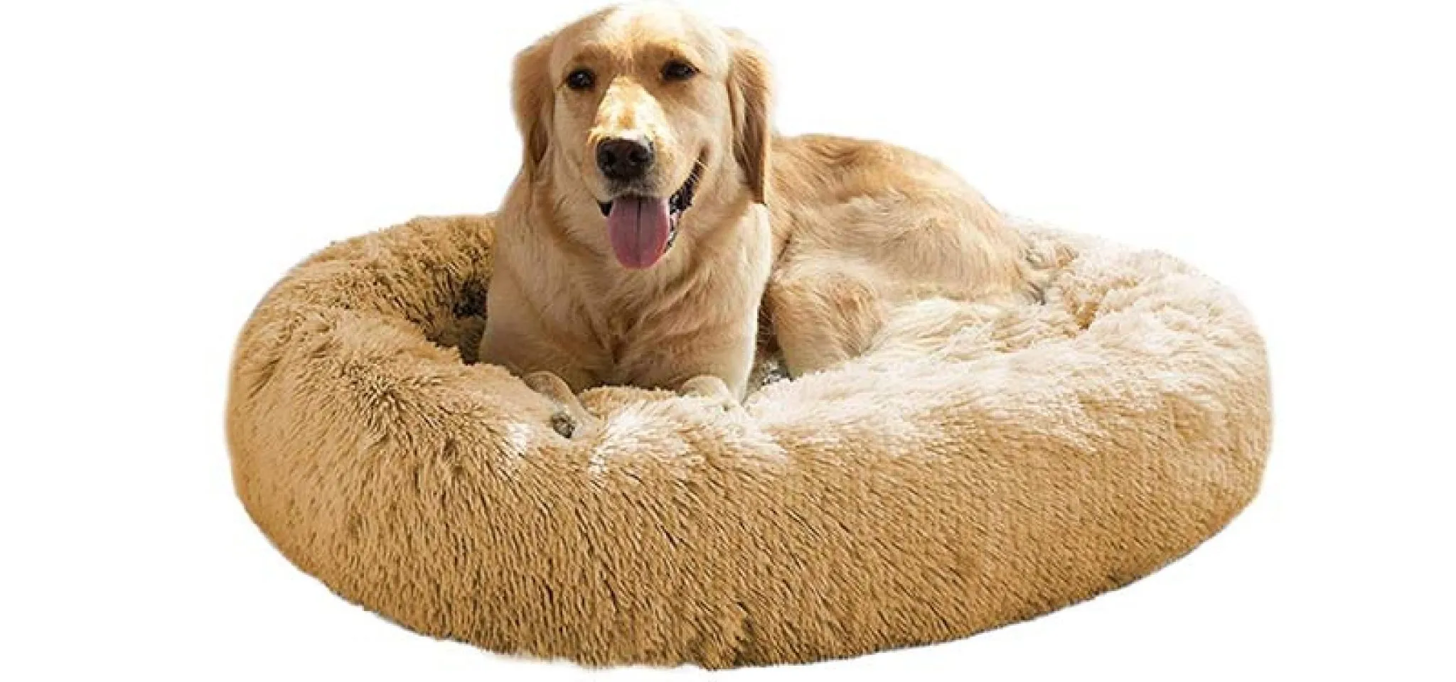 10 Best Large Dog Beds for Ultimate Comfort in 2024