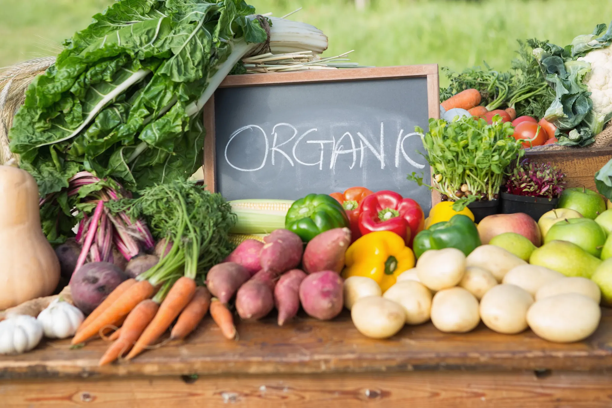 10 Best Organic Products for 2024: Top Picks for a Healthier Lifestyle