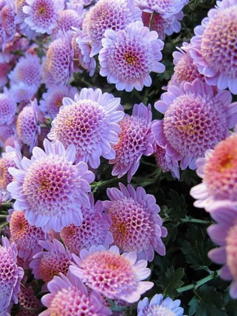 10 Best Perennial Flowers for Your Garden in 2024: Top Picks to Enjoy
