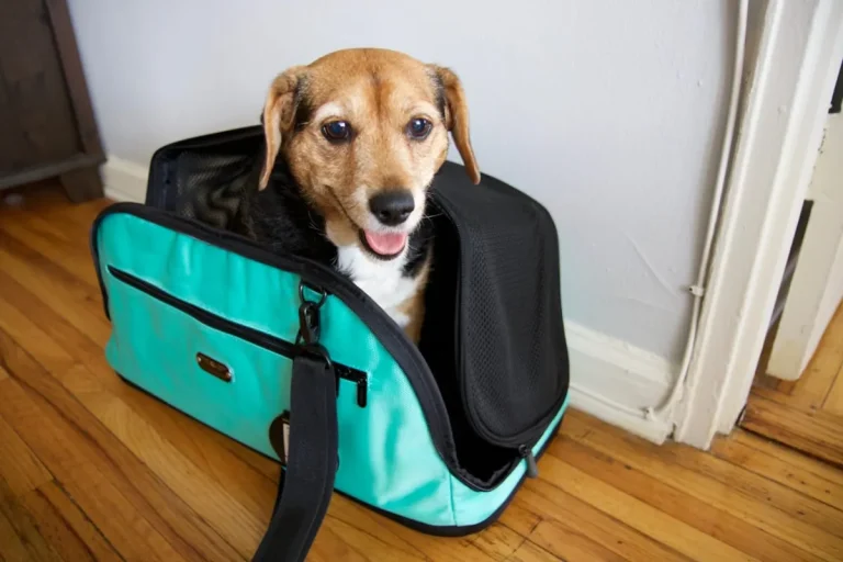 10 Best Pet Carriers of 2024: Top Choices for Your Furry Friend