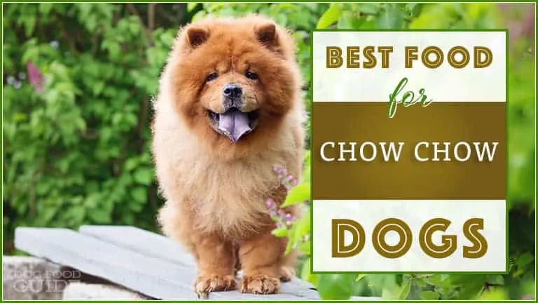 10 Best Pet Food for Chow Chow: Top Choices for 2024 10 Best Pet Food for Chow Chow: Top Choices for 2024