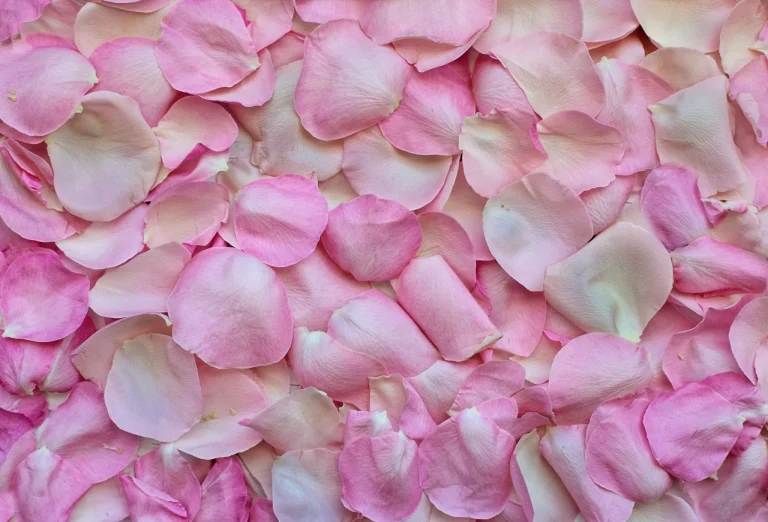 10 Best Rose Petals