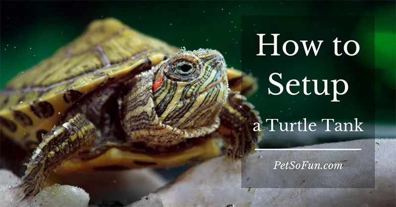 10 Best Turtle Tank Products for Happy Turtles: 2024 Guide 10 Best Turtle Tank Products for Happy Turtles: 2024 Guide