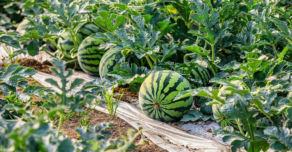 10 Best Watermelon Plants for a Bountiful Garden in 2024