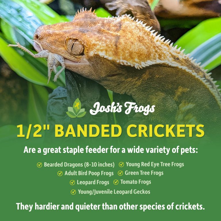 10 Best Crested Gecko Products You Need to Try in 2024 10 Best Crested Gecko Products You Need to Try in 2024