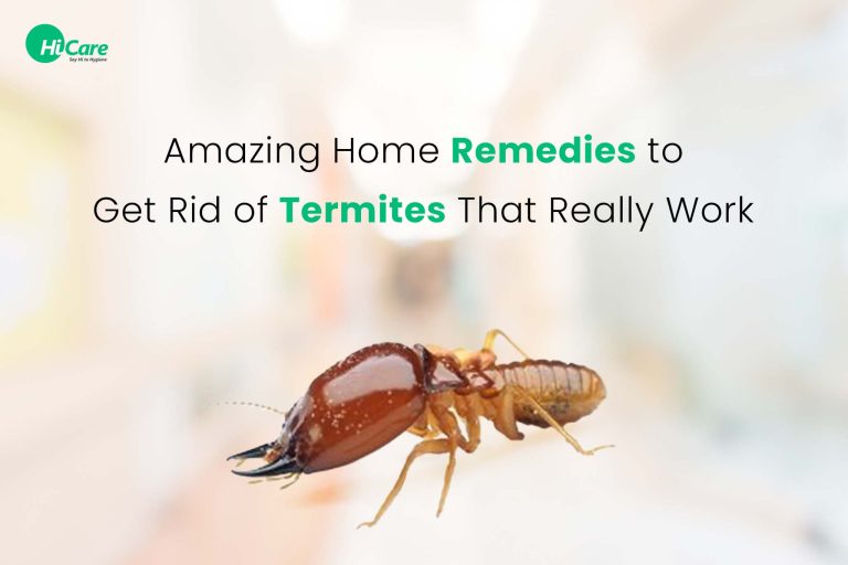 Best Termite Treatment: Top Solutions for 2024 to Protect Your Home