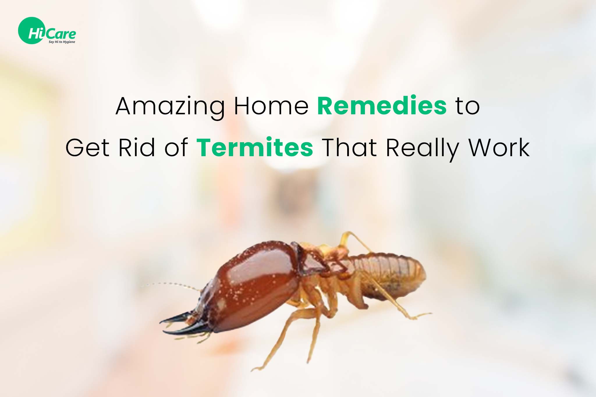 Best Termite Treatment: Top Solutions for 2024 to Protect Your Home