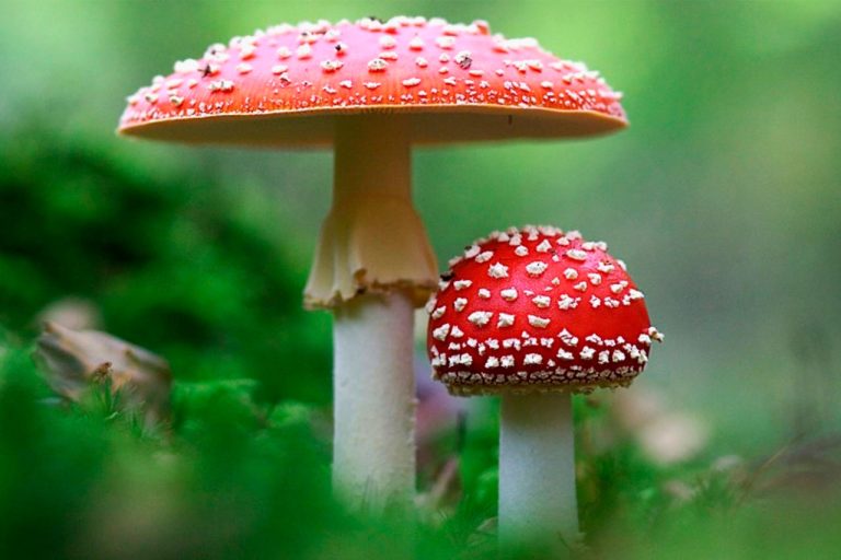 10 Best Amanita Muscaria Gummies for 2024: Top Products Reviewed