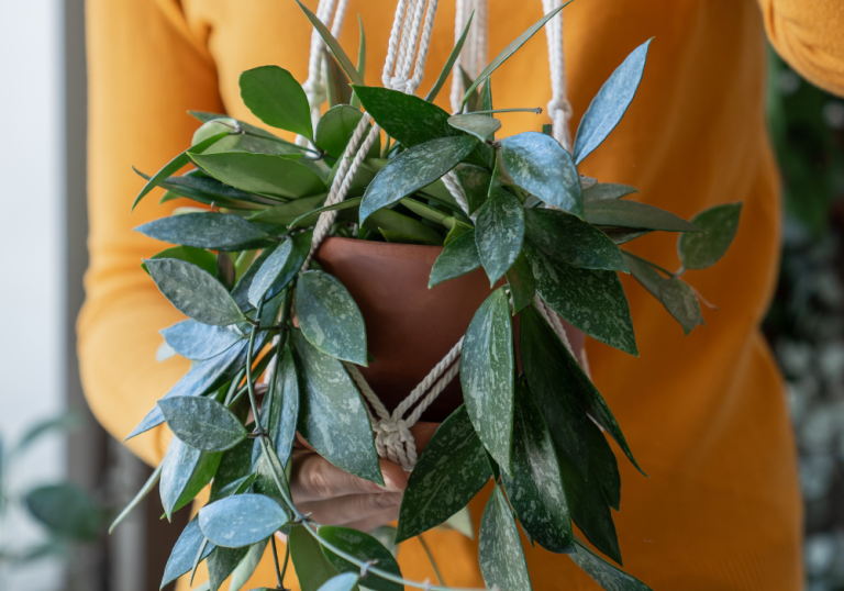 Best Hoya Carnosa: The Ultimate Guide to 2024’s Top Care Tips and Products Best Hoya Carnosa: The Ultimate Guide to 2024’s Top Care Tips and Products