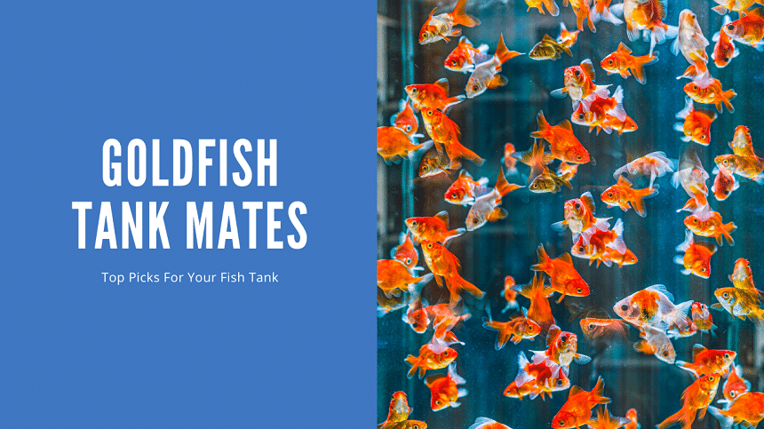 10 Best Nemo Fish: Top Picks for 2024’s Best Aquarium Companions 10 Best Nemo Fish: Top Picks for 2024’s Best Aquarium Companions