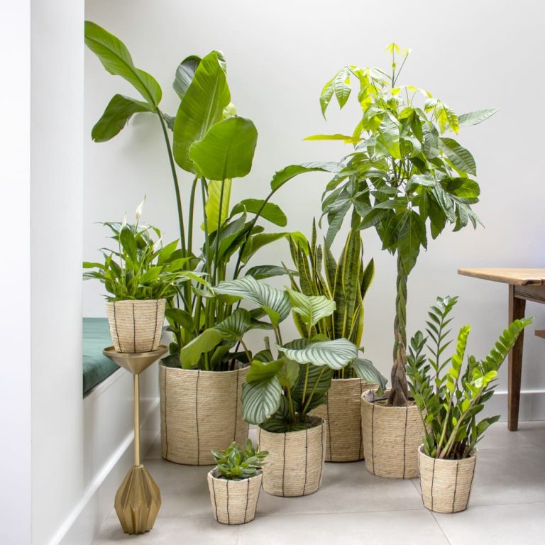 10 Best Jasmine Plants for Your Home: Top Picks for 2024