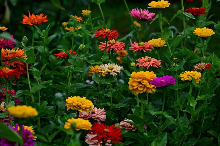 10 Best Zinnia Seeds: Top Picks for Your Garden in 2024
