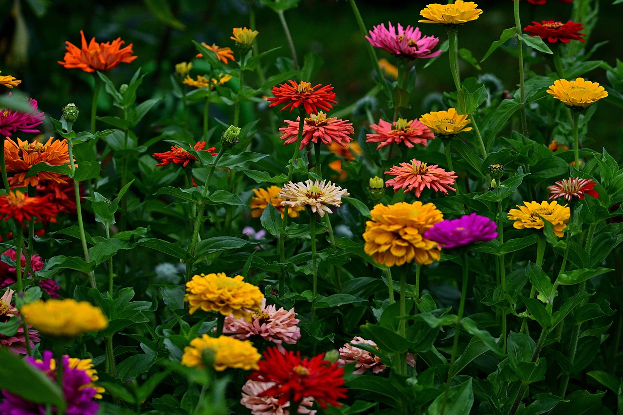10 Best Zinnia Seeds: Top Picks for Your Garden in 2024