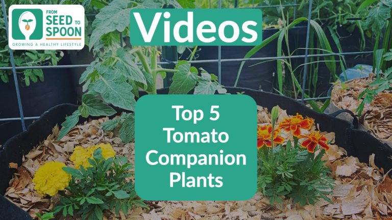 10 Best Plant ID Apps for 2024: Discover Your Green Companions