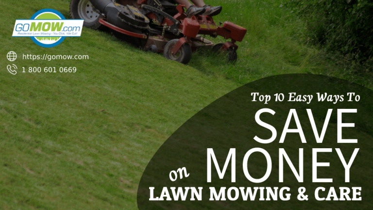 10 Best Weedeaters of 2024: Top Picks for Effortless Lawn Care