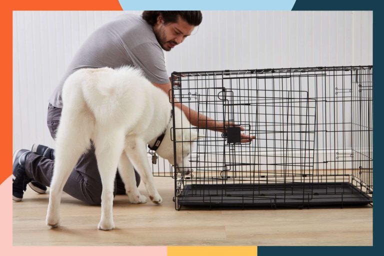 10 Best Dog Cages for 2024: Top Picks for Your Furry Friend 10 Best Dog Cages for 2024: Top Picks for Your Furry Friend