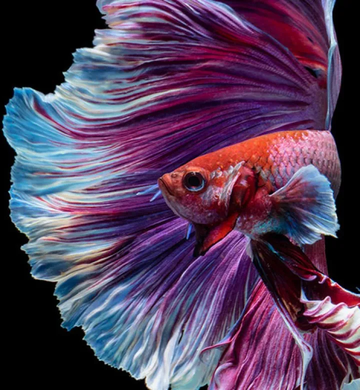 Best Pet Fish: Top Choices for 2024 You’ll Love!
