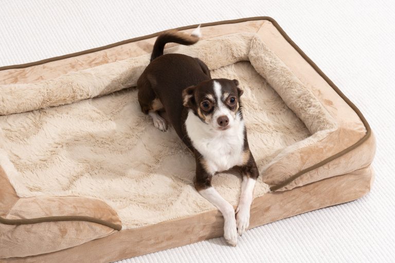 10 Best Large Dog Beds: Top Picks for Comfort in 2024 10 Best Large Dog Beds: Top Picks for Comfort in 2024
