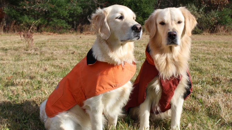 10 Best Dog Jackets for Winter 2024: Keep Your Pup Warm and Stylish 10 Best Dog Jackets for Winter 2024: Keep Your Pup Warm and Stylish