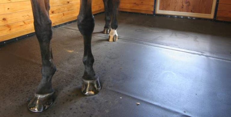10 Best Horse Stall Mats