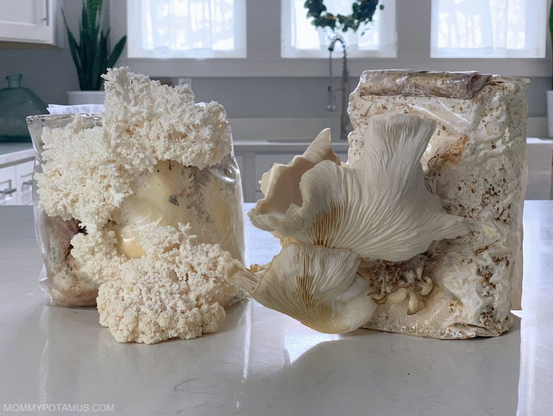 Best Mushroom Spores: Top Picks for 2024’s Best Cultivation Products