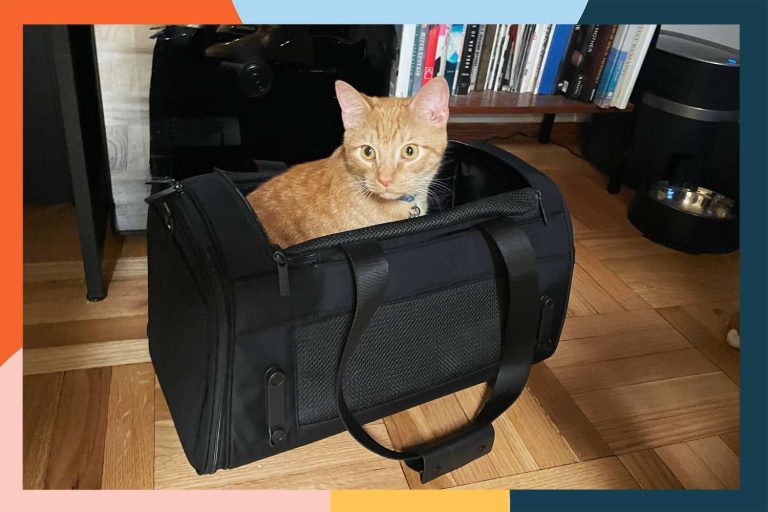10 Best Cat Carriers of 2024: Top Picks for Comfort and Safety 10 Best Cat Carriers of 2024: Top Picks for Comfort and Safety