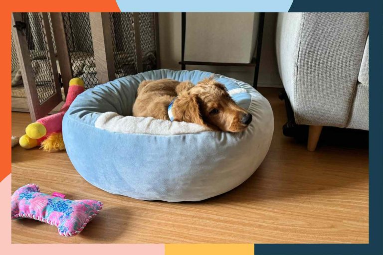 10 Best Cat Beds for Ultimate Comfort and Style in 2024 10 Best Cat Beds for Ultimate Comfort and Style in 2024