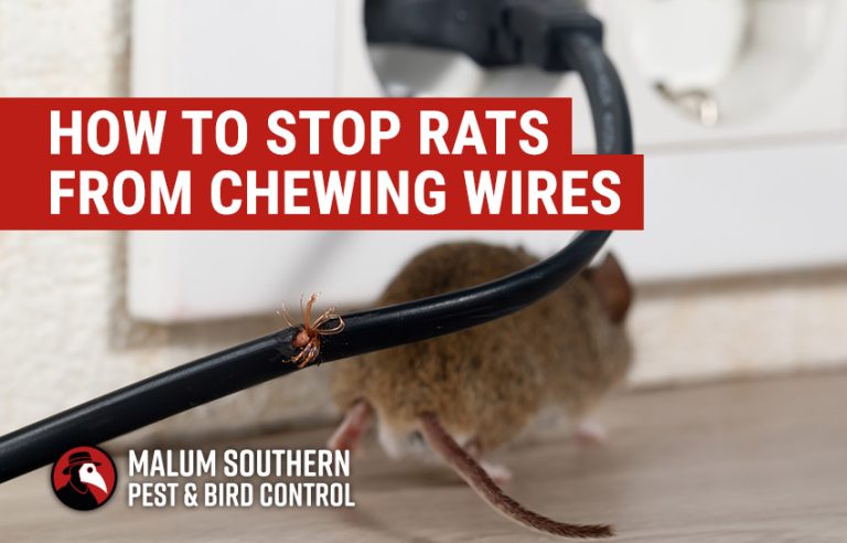 10 Best Mice Killers for 2024: Top Products to Eliminate Rodents 10 Best Mice Killers for 2024: Top Products to Eliminate Rodents