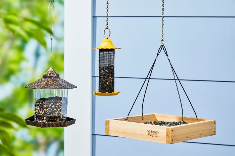 10 Best Bird Feeders to Enhance Your Backyard in 2024