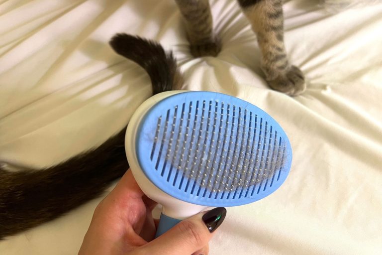 10 Best Cat Brushes for 2024: Top Picks for Grooming Your Feline Friend 10 Best Cat Brushes for 2024: Top Picks for Grooming Your Feline Friend