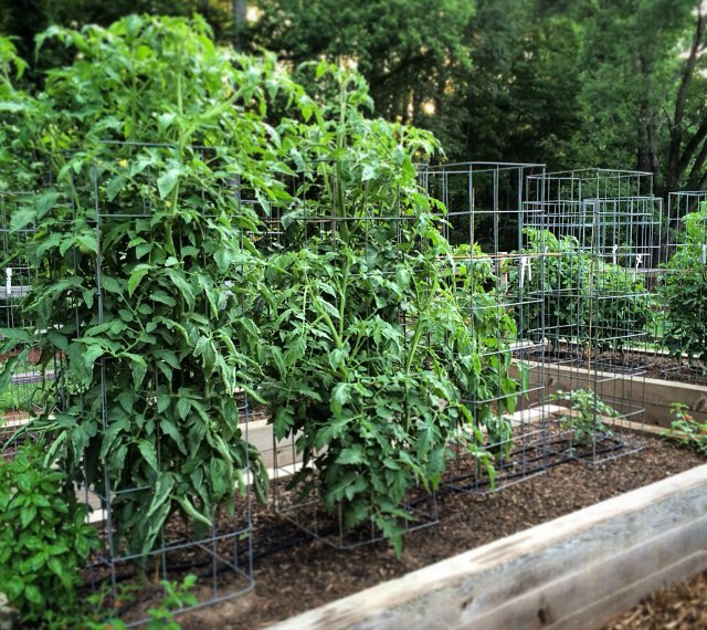 10 Best Tomato Cages for 2024: Top Picks for Your Garden Success