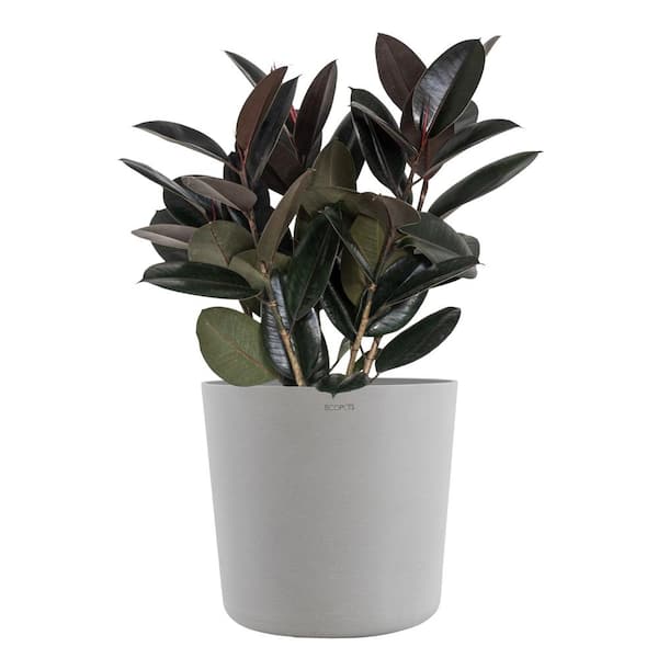 10 Best Ficus Elastica Products to Consider in 2024 for Your Home 10 Best Ficus Elastica Products to Consider in 2024 for Your Home